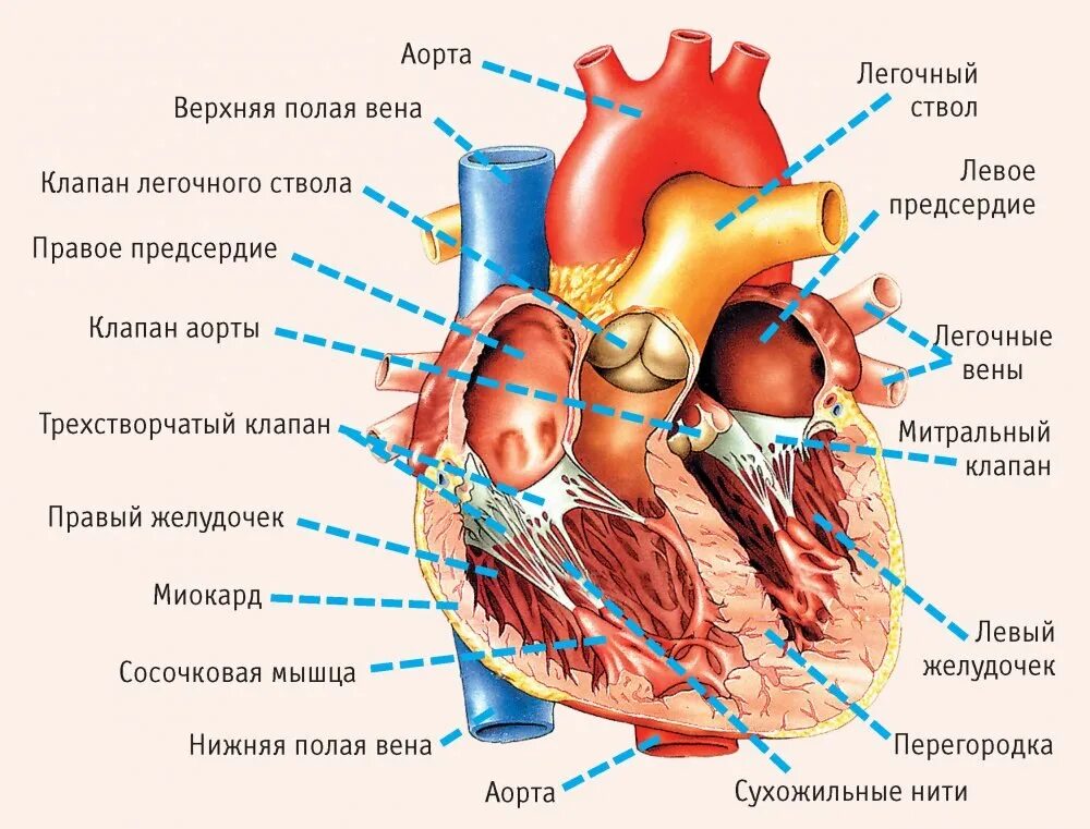 Миокард латынь. Строение человеческого сердца. Строение сердца человека биология. Строение сердца анатомия человека с подписями. Строение сердца в разрезе.