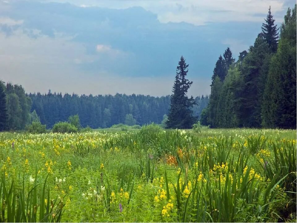 Леса и луга нашей родины. Луга Пермского края. Луга Владимирской области. Гайвинские Луга. Лесная Поляна Пермский край.