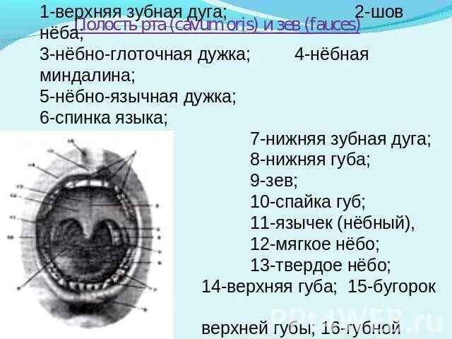 Ротовая полость анатомия латынь. Верхняя губа на латинском. Верхняя губа на латинском. Ротовая полость строение анатомия. Подъязычная складка plica sublingualis.