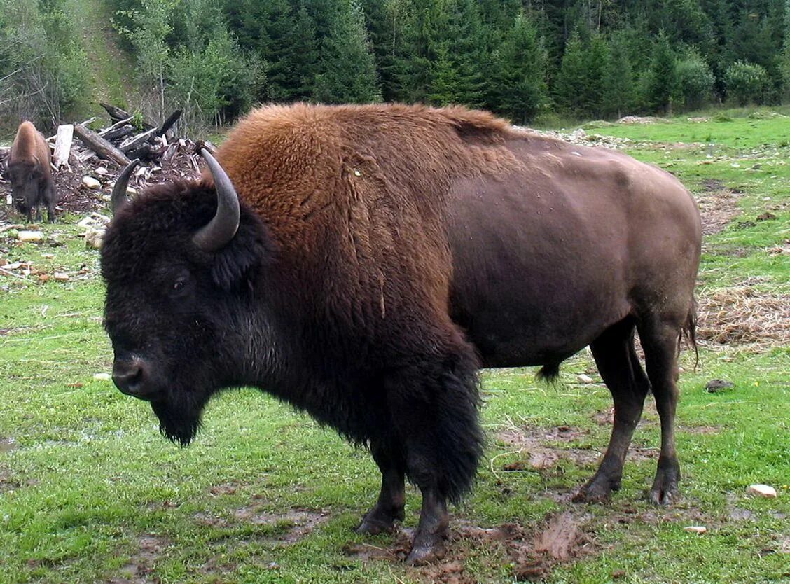 Зубр картинка. ЗУБР Bison bonasus. ЗУБР (Европейский Бизон). Карпатский ЗУБР. Кавказско-Беловежский ЗУБР.