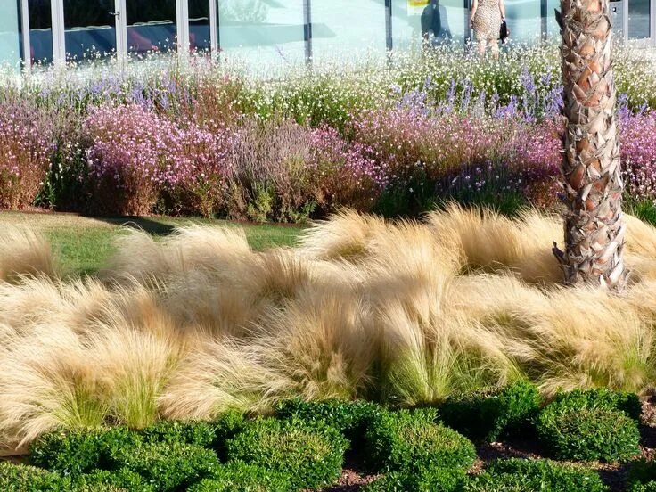 Mexican Feather Stipa Tenuissima 1 Gallon Size Live Plant - Etsy in 2022 Ornamen