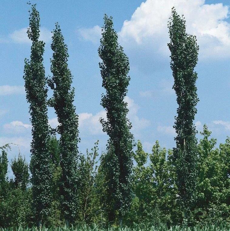 Классификация тополя дрожащего. Классификация тополя дрожащего. Тополь дрожащий почки. Осина семейство род вид. Систематика осины.