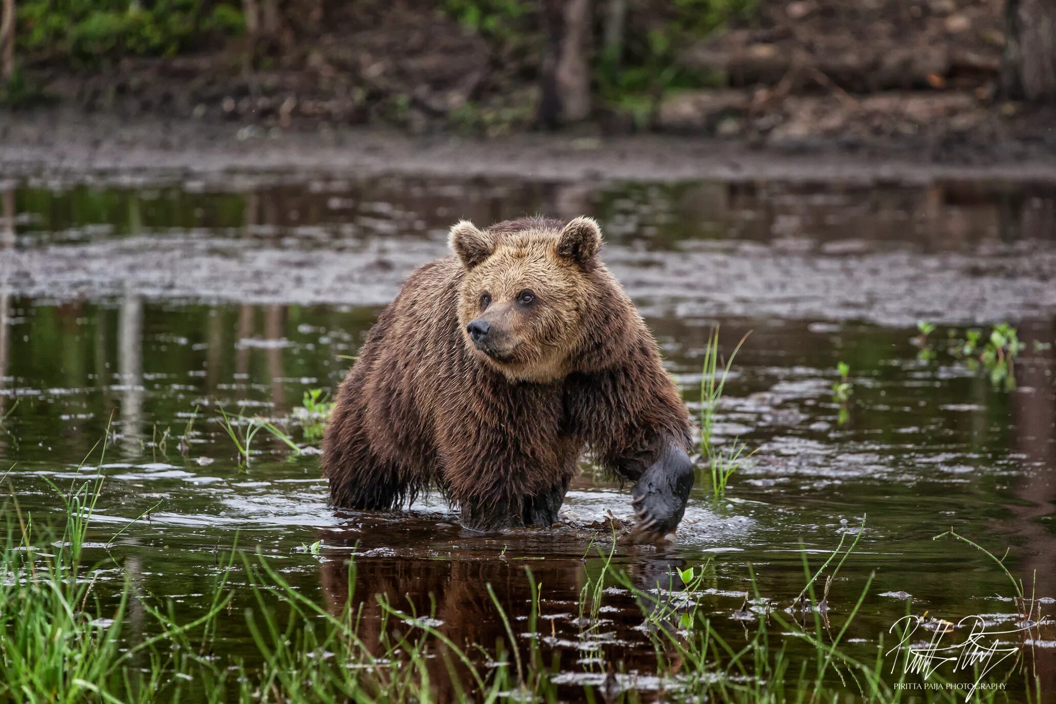 Животные финляндии. Бурый медведь в Финляндии. Медведь Финляндия. Финский бурый медведь. Бурый медведь символ в Финляндии.