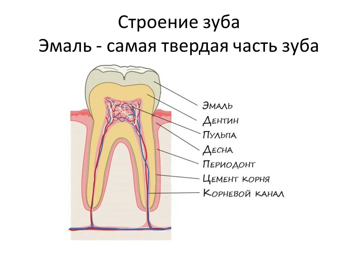 Строение зуба человека эмаль пульпа. Схема строения зуба. Внешнее строение зуба анатомия. Строение зуба 2 класс. Видимая часть зуба