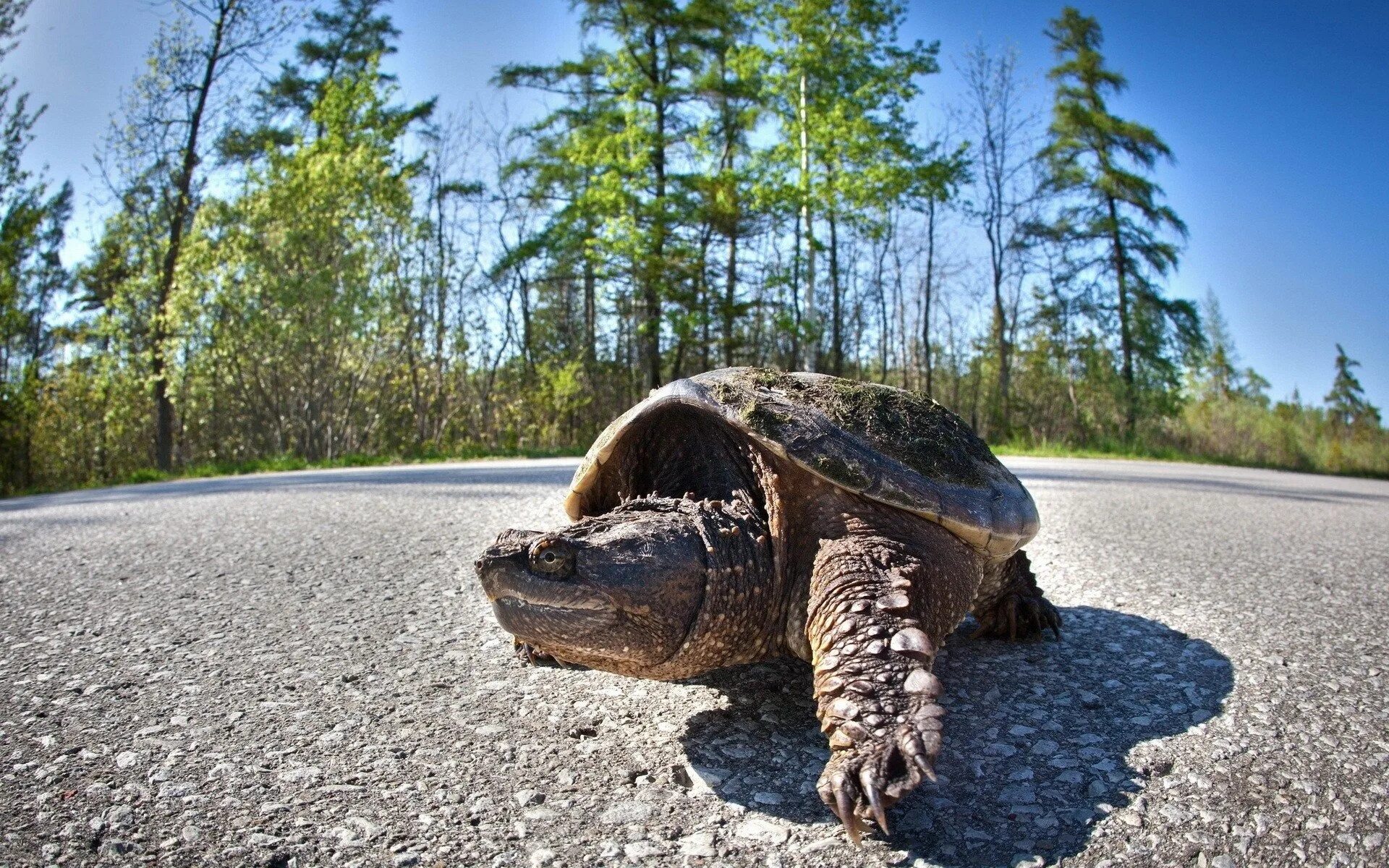 Черепаха. Черепаха на дороге. Гоночная черепаха. Черепаха картинка.