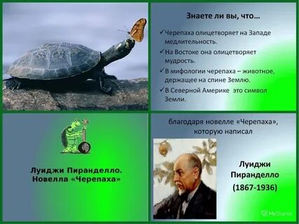 План черепаха