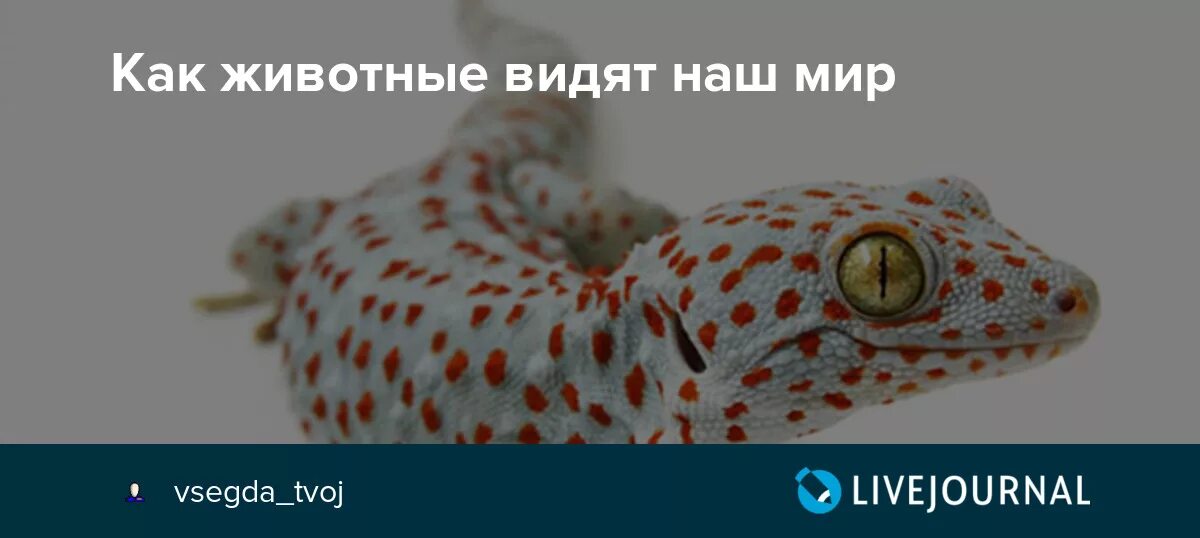 Увидеть зверь. Увидеть зверь