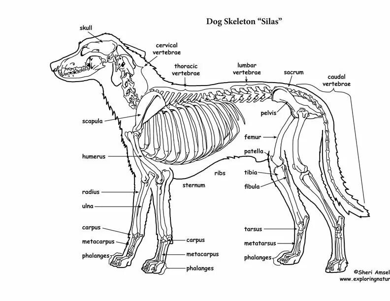 Схема собаки рисунок. Осевой скелет собаки. Скелет собаки строение схема. Скелет собаки снизу. Строение скелета собаки анатомия.