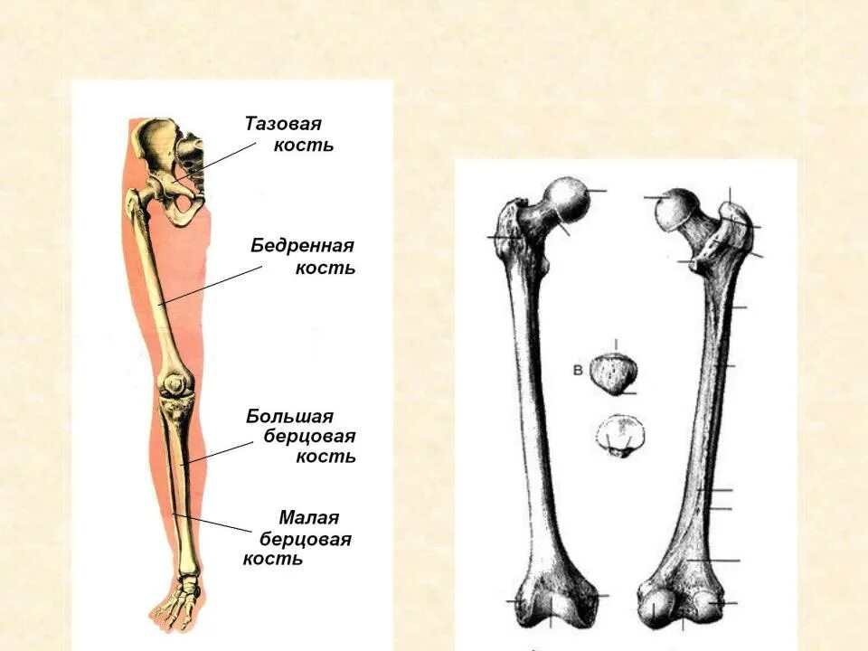 С какими костями соединяется бедренная кость. Кости свободной нижней конечности бедренная кость. Скелет нижней конечности бедренная. Кости скелета свободной нижней конечности. Кости свободного нижней кон.