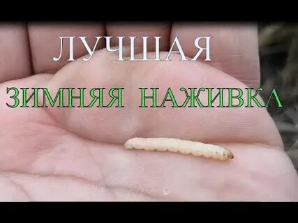 Как найти приманку