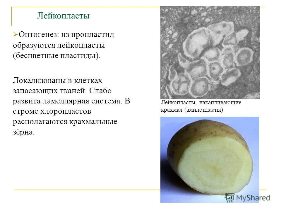 Крахмальные зерна в лейкопластах. Лейкопласты бесцветные. Лейкопласты строение. Крахмал в лейкопластах. Лейкопласты в растительной клетке