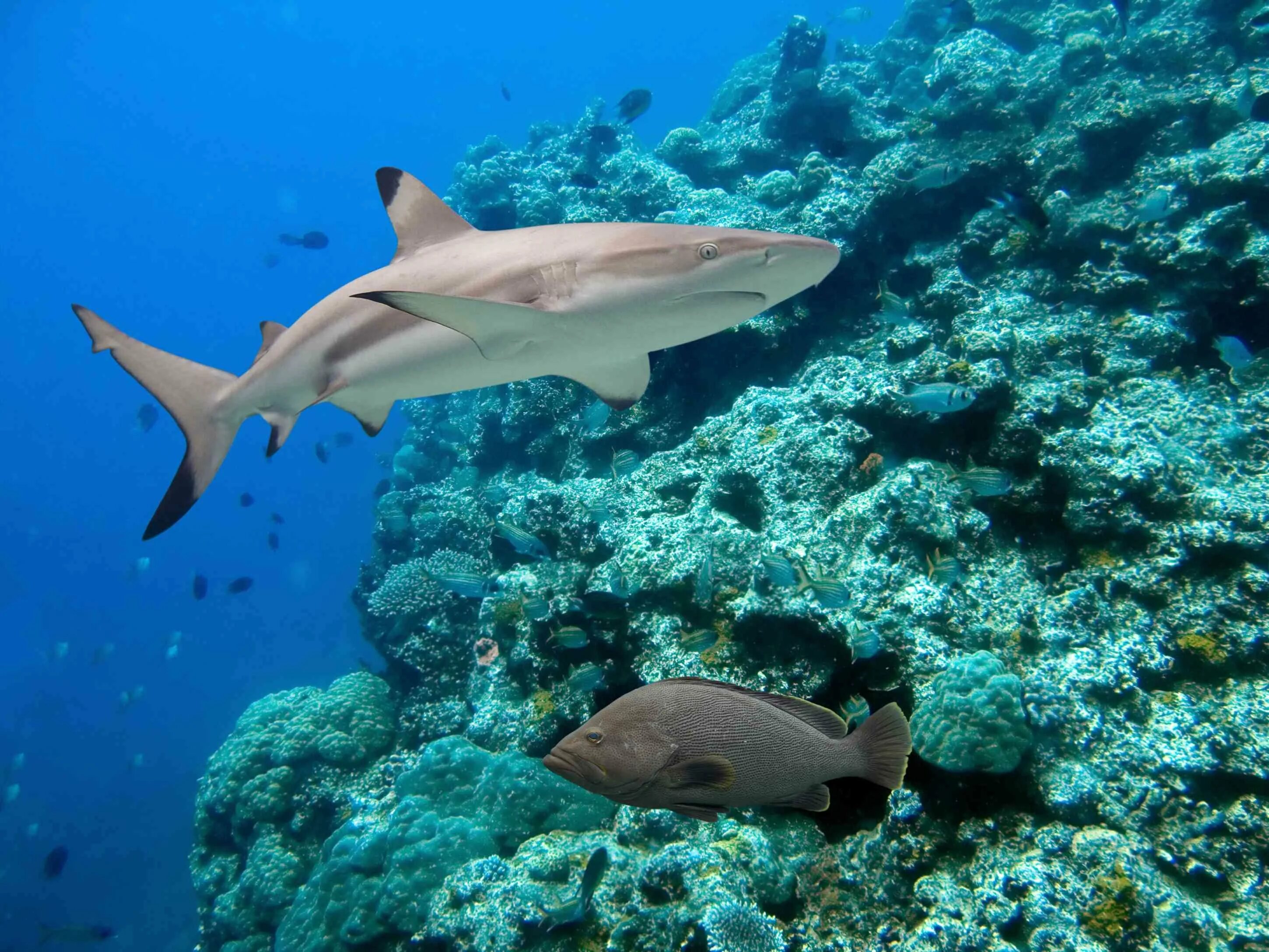 В тихом океане есть акулы. Черноперая рифовая акула. Рифовые акулы на Мальдивах. Черноперая рифовая акула Мальдивы. Рифовые акулы индийского океана.