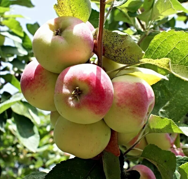 Яблоня "розовый налив" (Malus domestica). Яблоня летний сорт розовый налив. Яблоня полукультурка розовый налив. Яблоня Антей. Сорт розовый налив