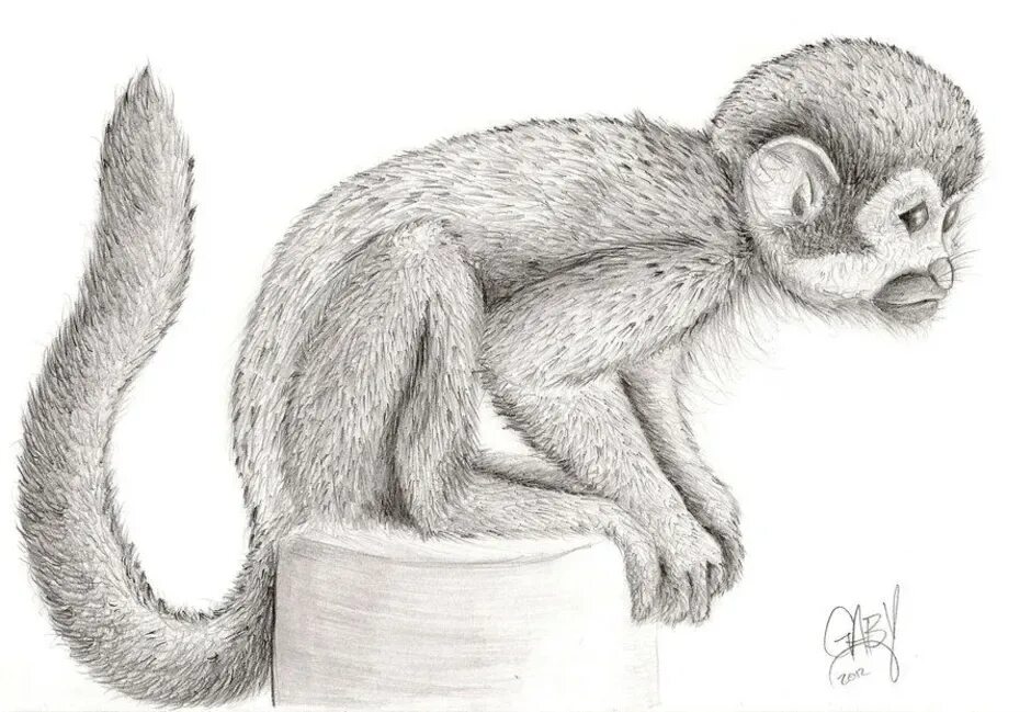 Рисунок обезьяны карандашом. Обезьяна карандашом. Обезьянка рисунок карандашом. Рисунок обезьяны карандашом для срисовки. Мартышка рисунок карандашом.