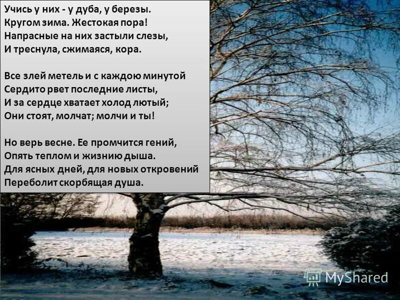 Тема стихотворения учись. Стихотворение Фета у дуба у березы. Стихотворение Фета учись у них у дуба у березы. Стих учись у них у дуба у березы. Стихотворение учись у них.