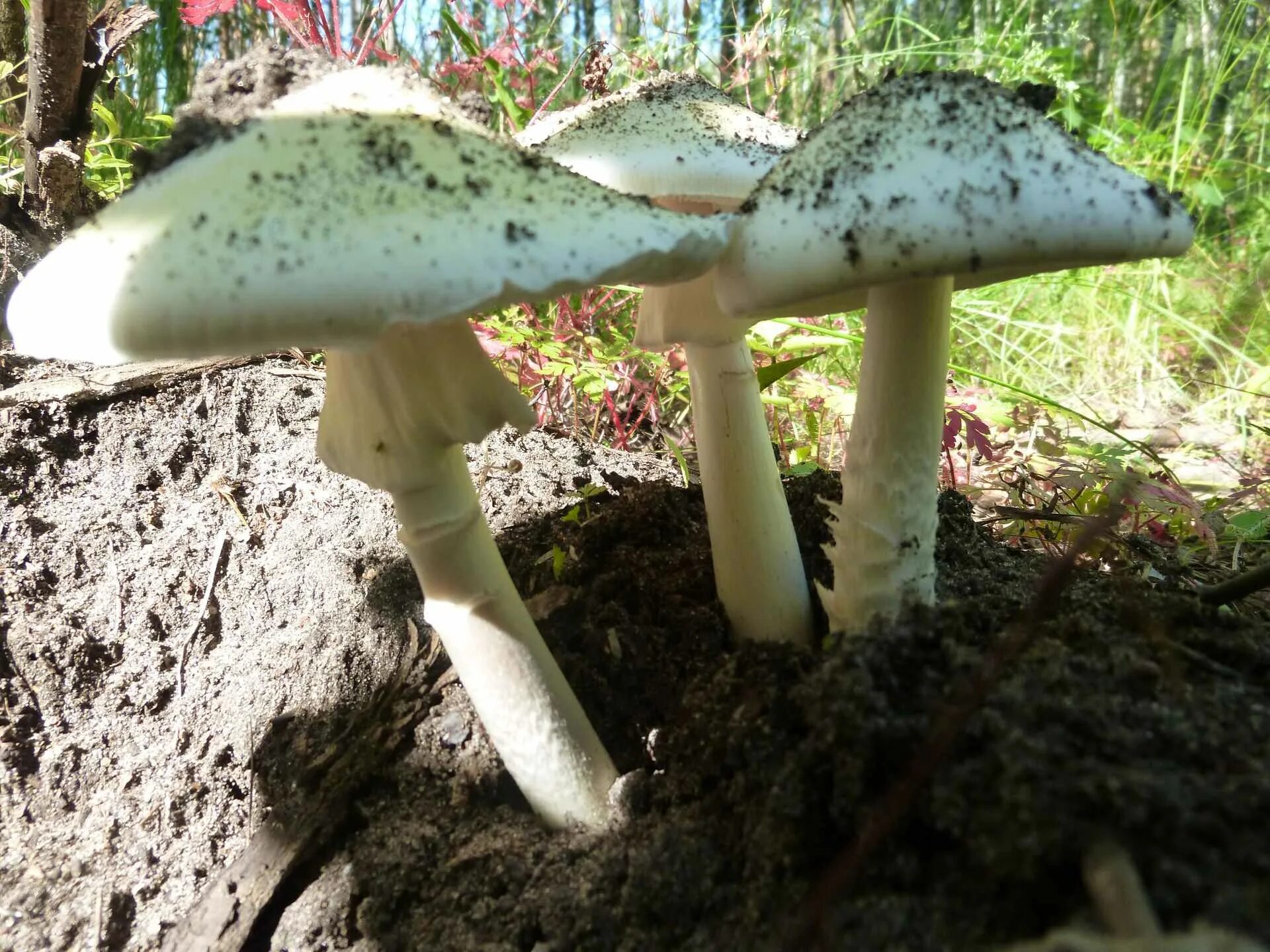 Бледная поганка гриб. Белая поганка гриб. Бледная поганка (Amanita phalloides). Бледная погоганка гриб.