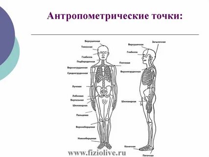 Организация точка