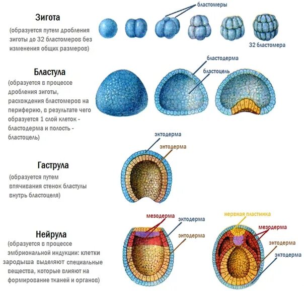 Зигота морула бластула гаструла нейрула. Бластомеры в бластуле. Сиговая бластула что это. Мезодерма бластула гаструла.