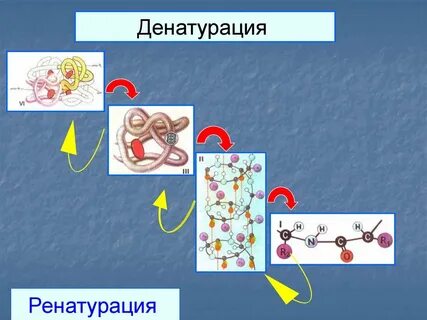 Восстановление белка