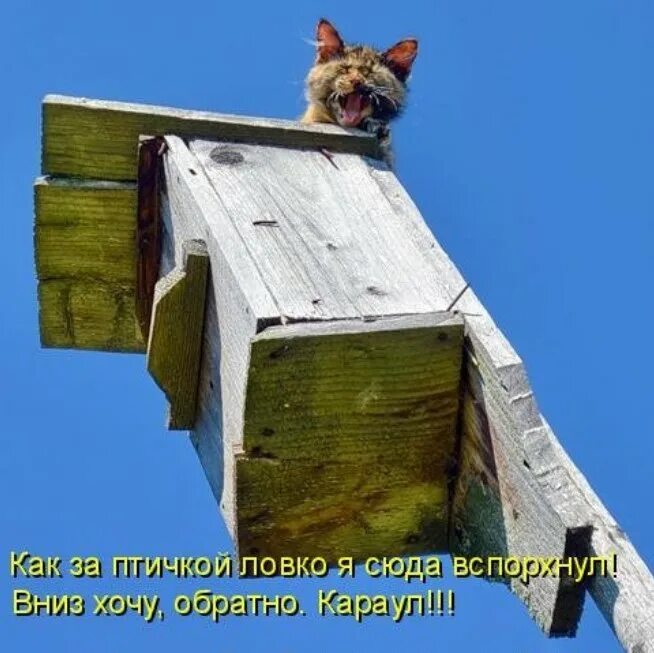 Девушка на крыше арт. Подростки на крыше. Парень сидит на крыше. Смешная крыша. Девушка на крыше.