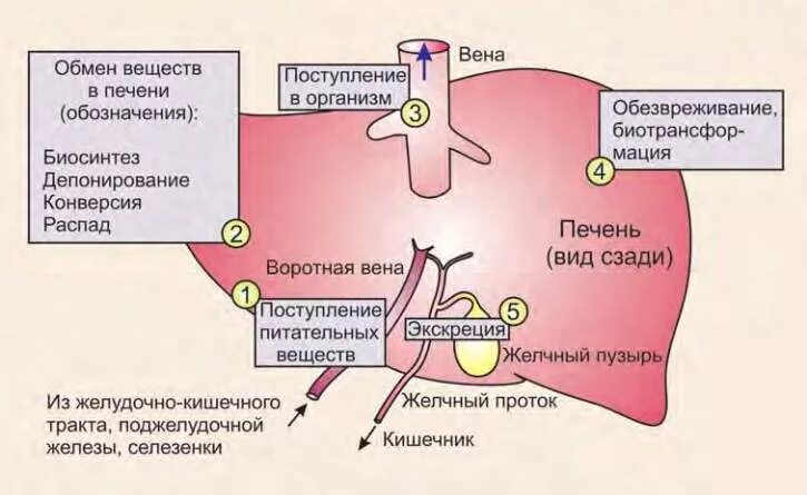 Какие вещества в печени