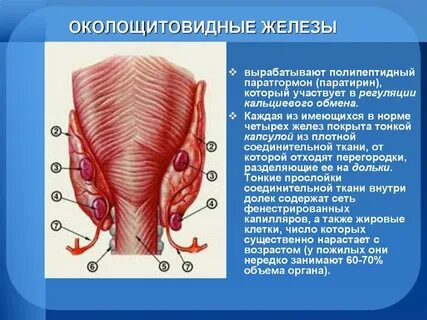 Паращитовидные железы являются железами внутренней секреции