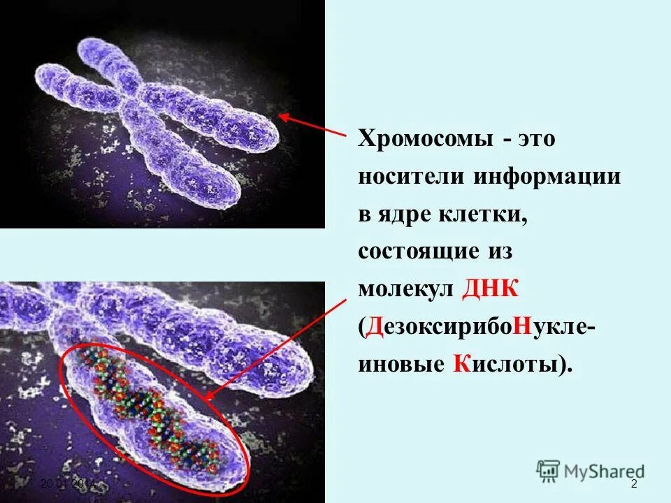 Хромосома это в биологии. Строение ядра, хромосомы строение. Хромосомы строение и функции. Хромосома это кратко. Хромосома из двух хроматид.