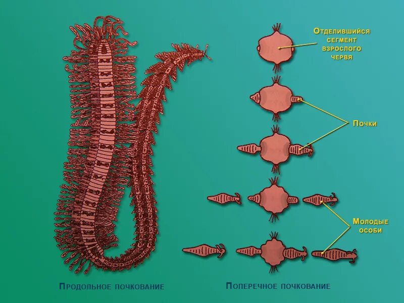 Кольчатые черви половая. Фрагментация у многощетинковых червей. Бесполое размножение многощетинковых червей. Черви почкование. Половая система многощетинковых.