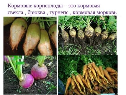 Сахарная свекла масса