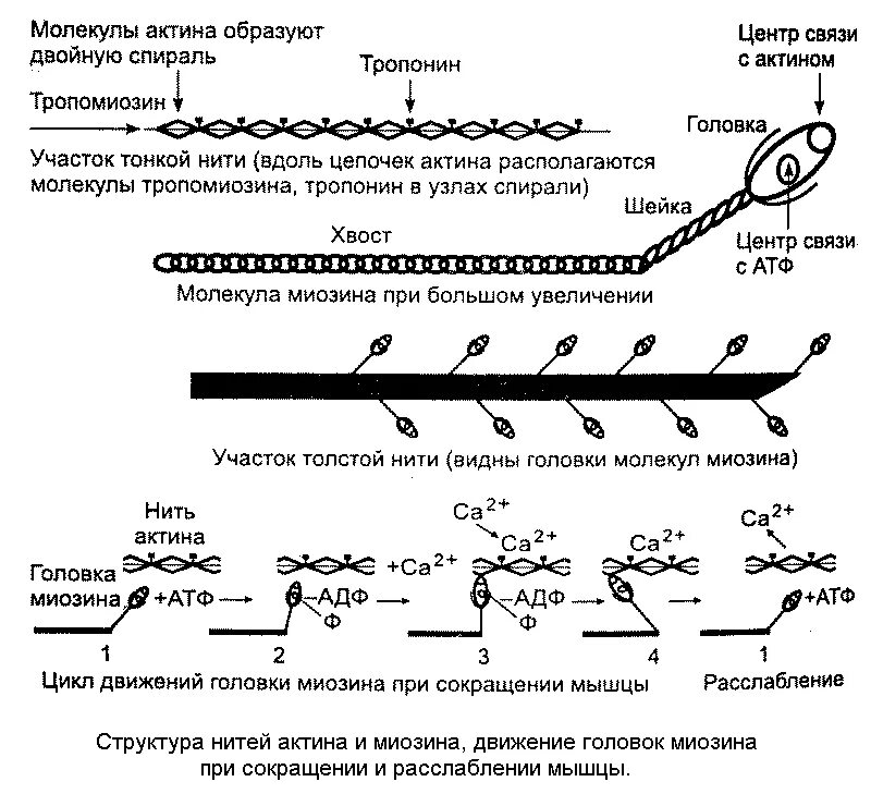 Механизм сокращения мышечного волокна актин и миозин. При сокращении мышцы. Алгоритм мышечного сокращения. Механизм мышечного сокращения описывается теорией. Двигательная единица мышцы.