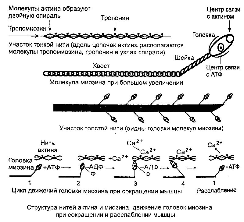 Актин и миозин механизм мышечного сокращения. Механизм мышечного сокращения гистология. Механизм скольжения нитей актина и миозина. Механизм мышечного сокращения схема. Сокращение актина и миозина