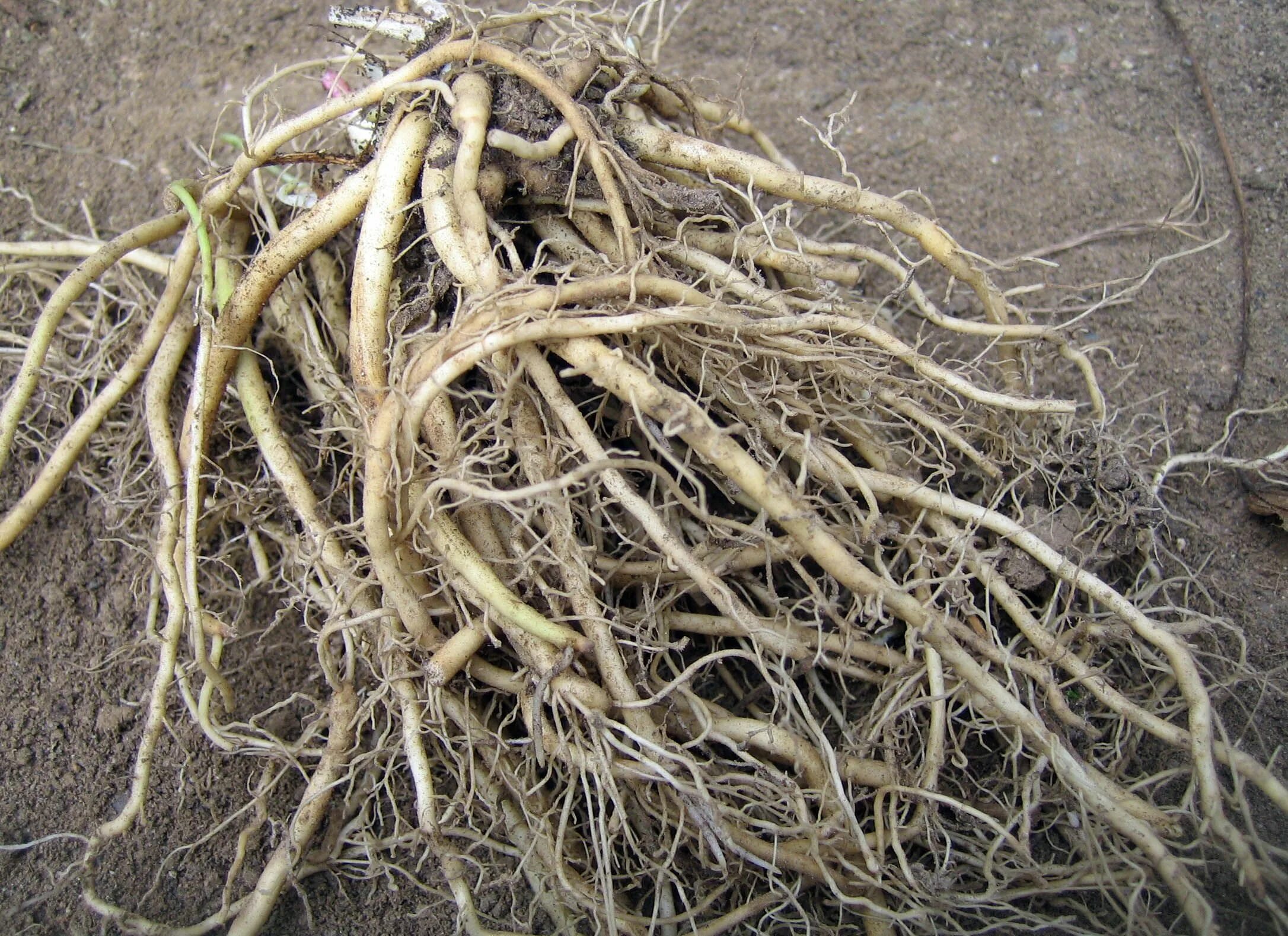 Корень валерианы. Корневища валерианы. Valeriana officinalis корень. Корни растения Селин.