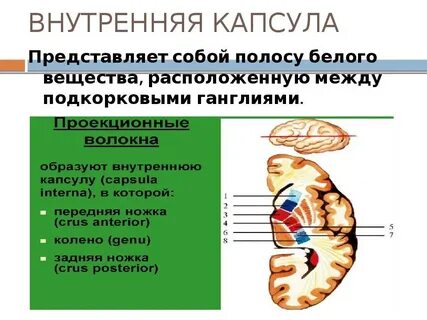 Внутренняя капсула где