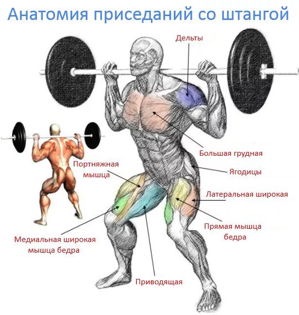 как прокачать ягодичные мышцы. мышцы задействованные при приседании. болгарские выпады и болгарский сплит присед. болгарские выпады на бицепс бедра. приседания мышцы задействованы.