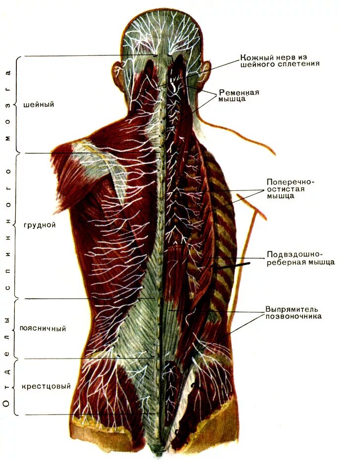 Нервная система спины человека анатомия. Нерв иннервирующий мышцы спины. Позвоночник иннервация мышц. Спинные нервы анатомия.