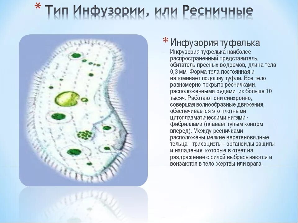 Инфузория туфелька 7 класс. Инфузория 5 класс биология. Инфузория туфелька по биологии 7 класс. Инфузория туфельки биология 5 класс.