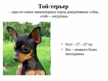 Русский той терьер вес