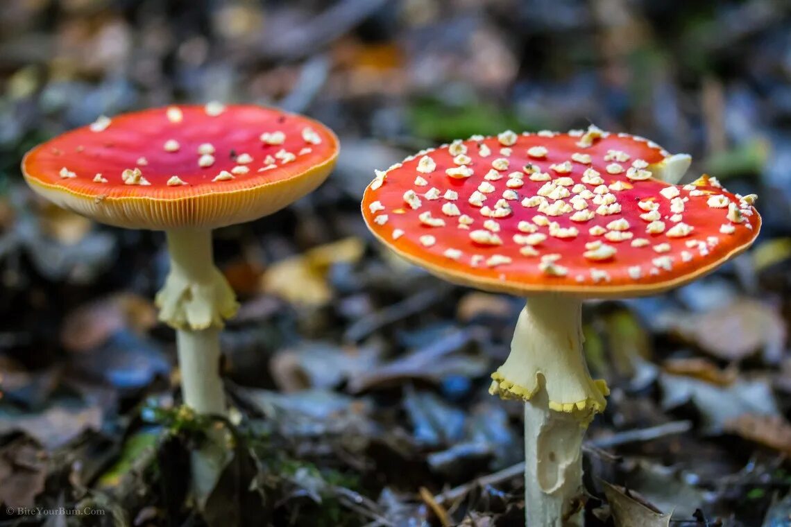 Какие есть опасные грибы. Ядовитые грибы. Опасные несъедобные грибы. Ядовитые грибы Орловской области. Черная поганка гриб.