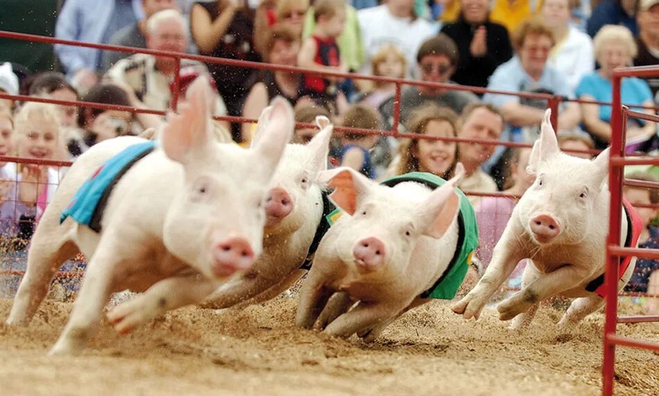 Свинья бегает. Свинья бежит. Поросячьи бега. Свинья бегает. Поросенок бегает.