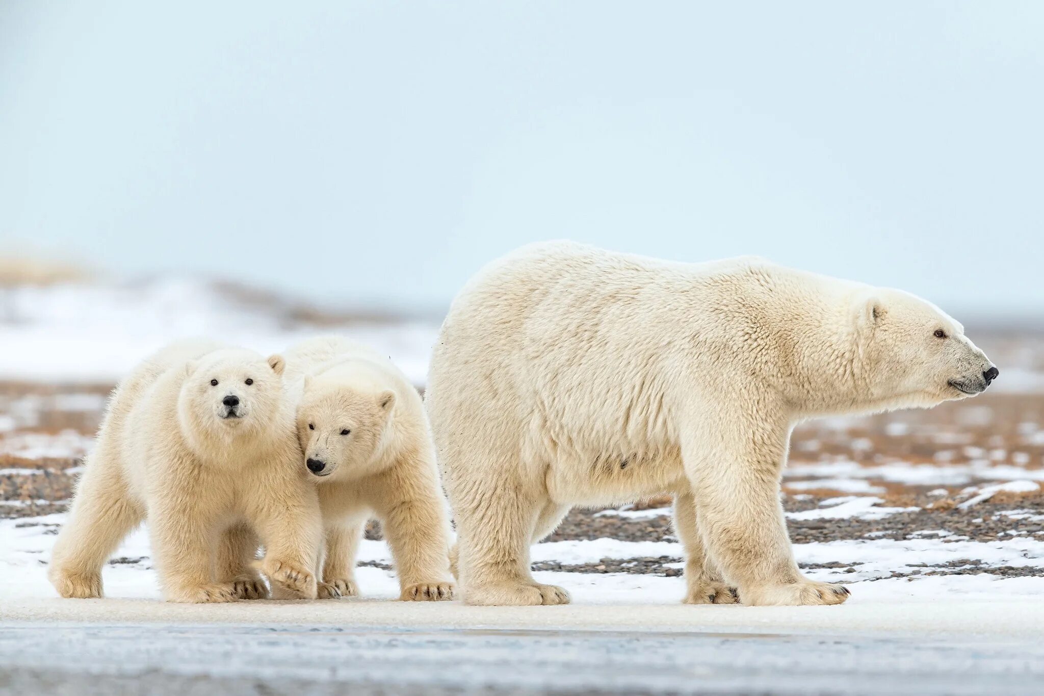 Белый медведь (Лаптевская популяция). Белый медведь обои. Полярный медведь. Белый медведь с медвежатами. Co ours