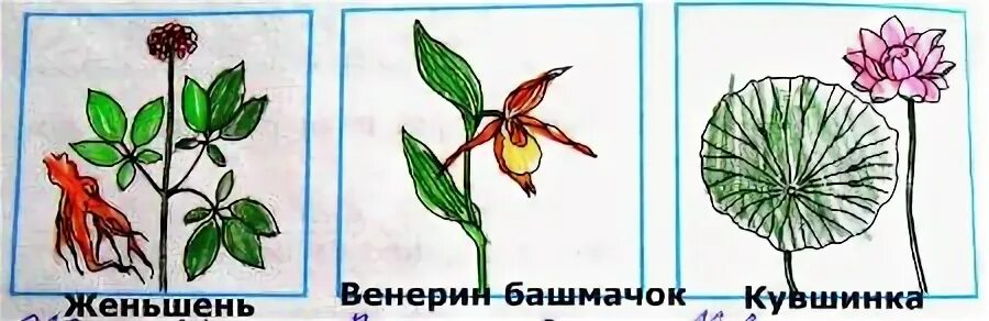 Нарисуй или наклей иллюстрации подпиши их
