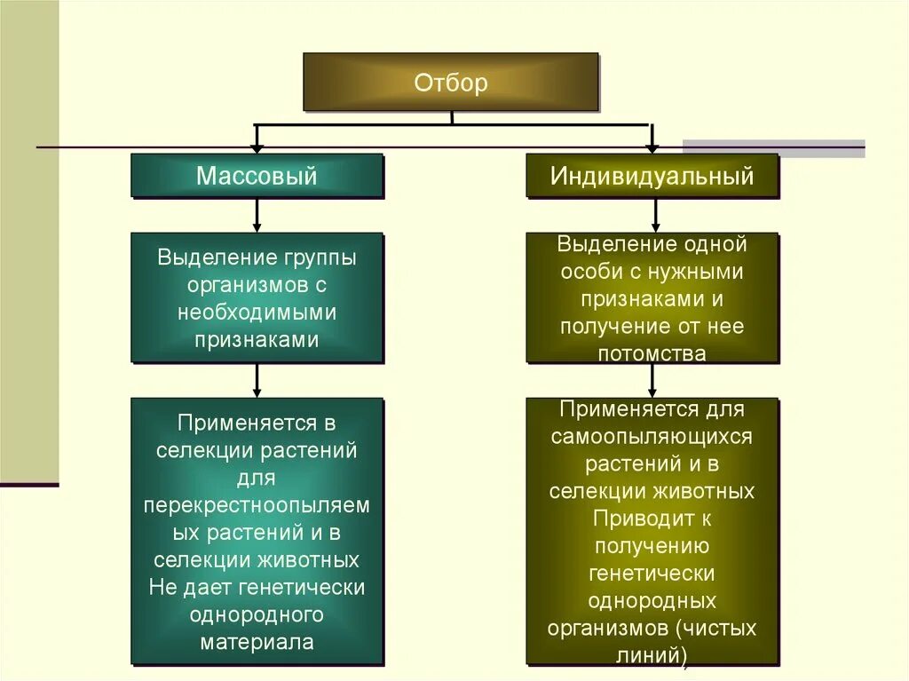 Массовый отбор гибридов. Массовый и индивидуальный отбор. Методы селекции массовый отбор. Примеры массового отбора в селекции. Массовый отбор в селекции растений.