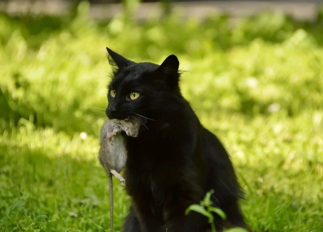 Бомбейская кошка. Черные коты. Черный кот охотится. Красивый черный кот. Черная кошка играть