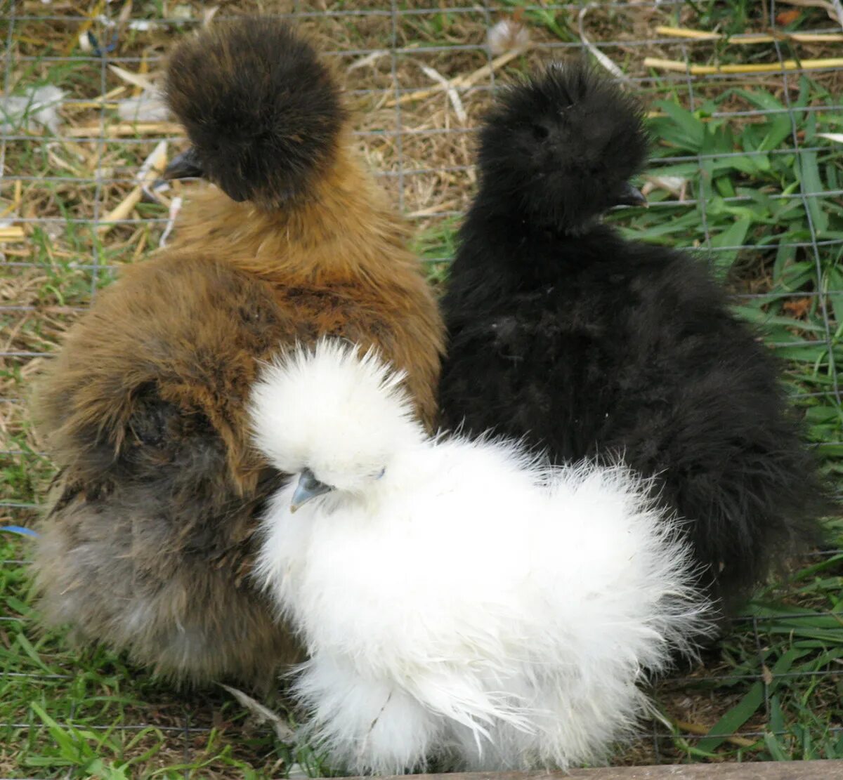 Китайская хохлатая шелковая курица. Китайская шелковая (Silkie Bantam). Китайские хохлатые курочки. Китайская шелковая Брама.