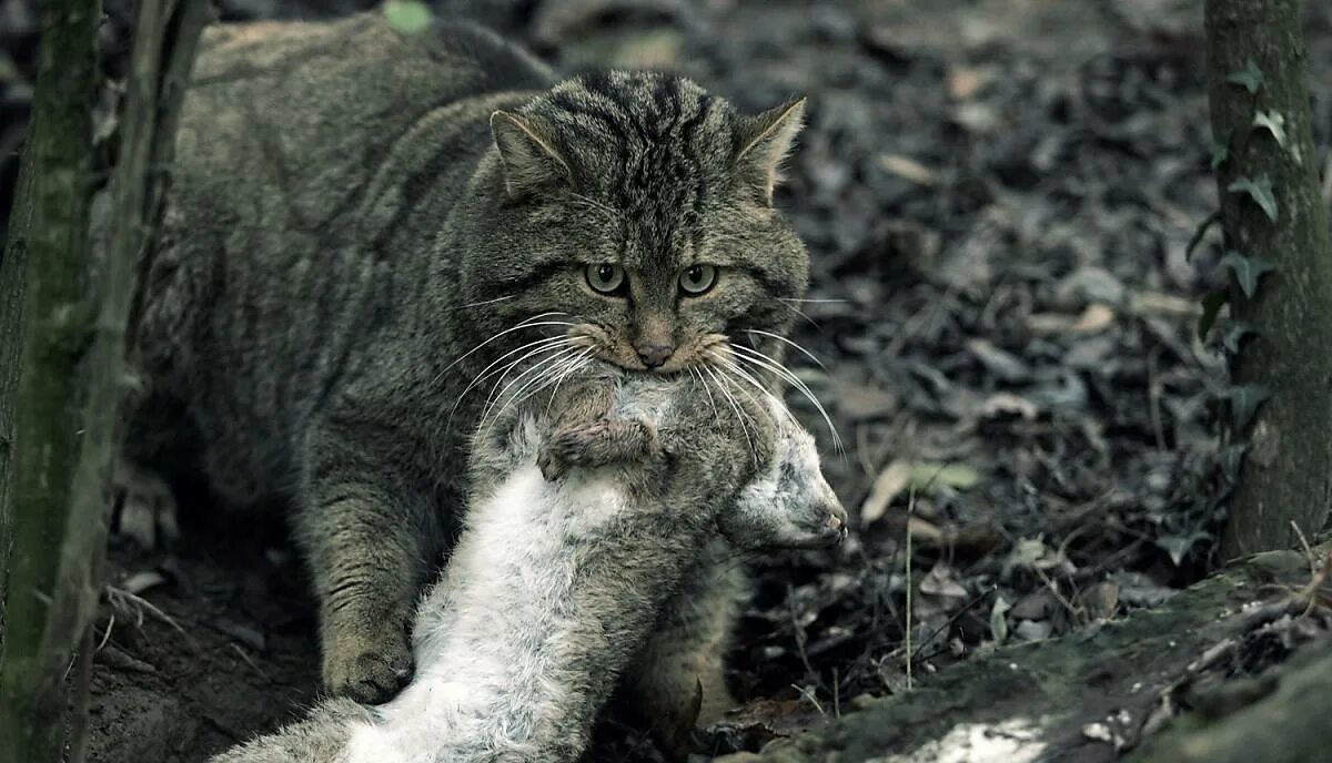 Wildcat (Felis Silvestris). Европейская Лесная кошка - Felis Silvestris Silvestris Schr.. European Wildcat. Крик кота в брачный
