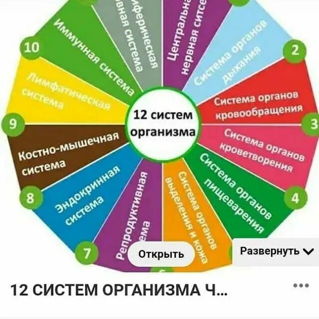 Сколько систем. 12 систем организма человека. 12 систем организма человека и их функции таблица. 12 констант здоровья ольга бутакова. сустмы организма человека.