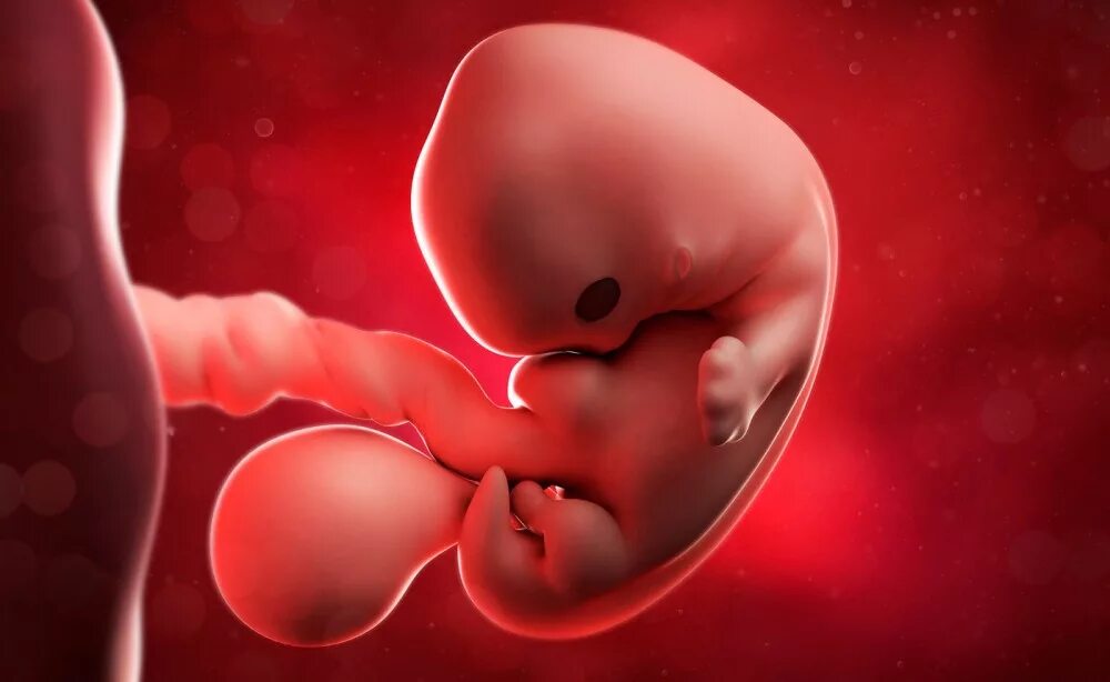 7 неделя беременности месячные. Эмбрион на 2 месяце беременности.