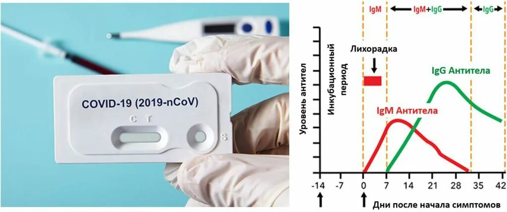 Тесты ответы коронавирус. Положительный тест на антиген коронавирус. Антитела Covid. ПЦР положительный экспресс тест. ПЦР экспресс тест на коронавирус интерпретация результатов.