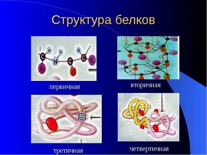 Характеристика структуры белка первичная вторичная третичная четвертичная