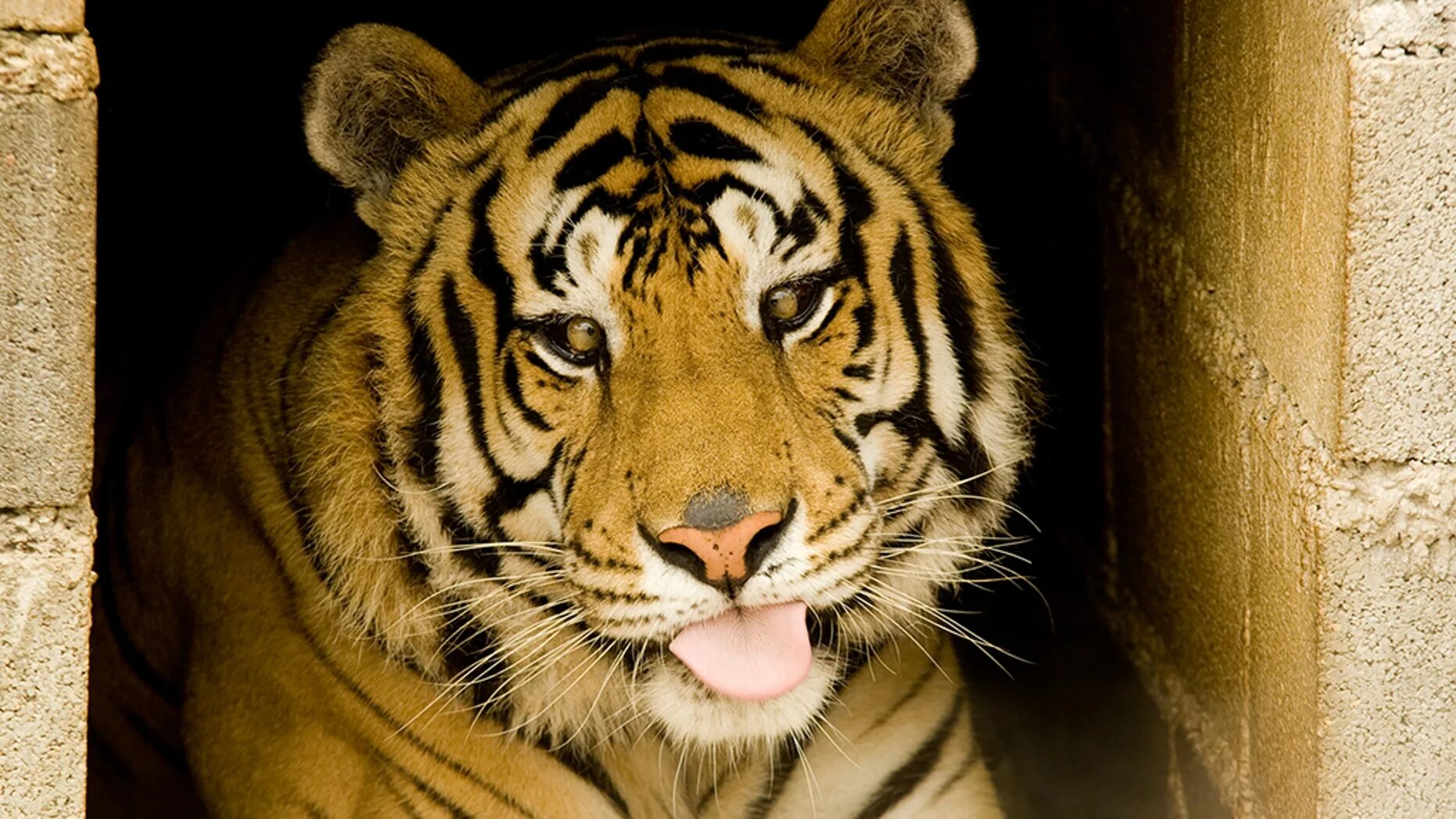 Malay tiger. Tiger makes. Tiger makes. Тигр и тигрица любовь. Тигр картина.